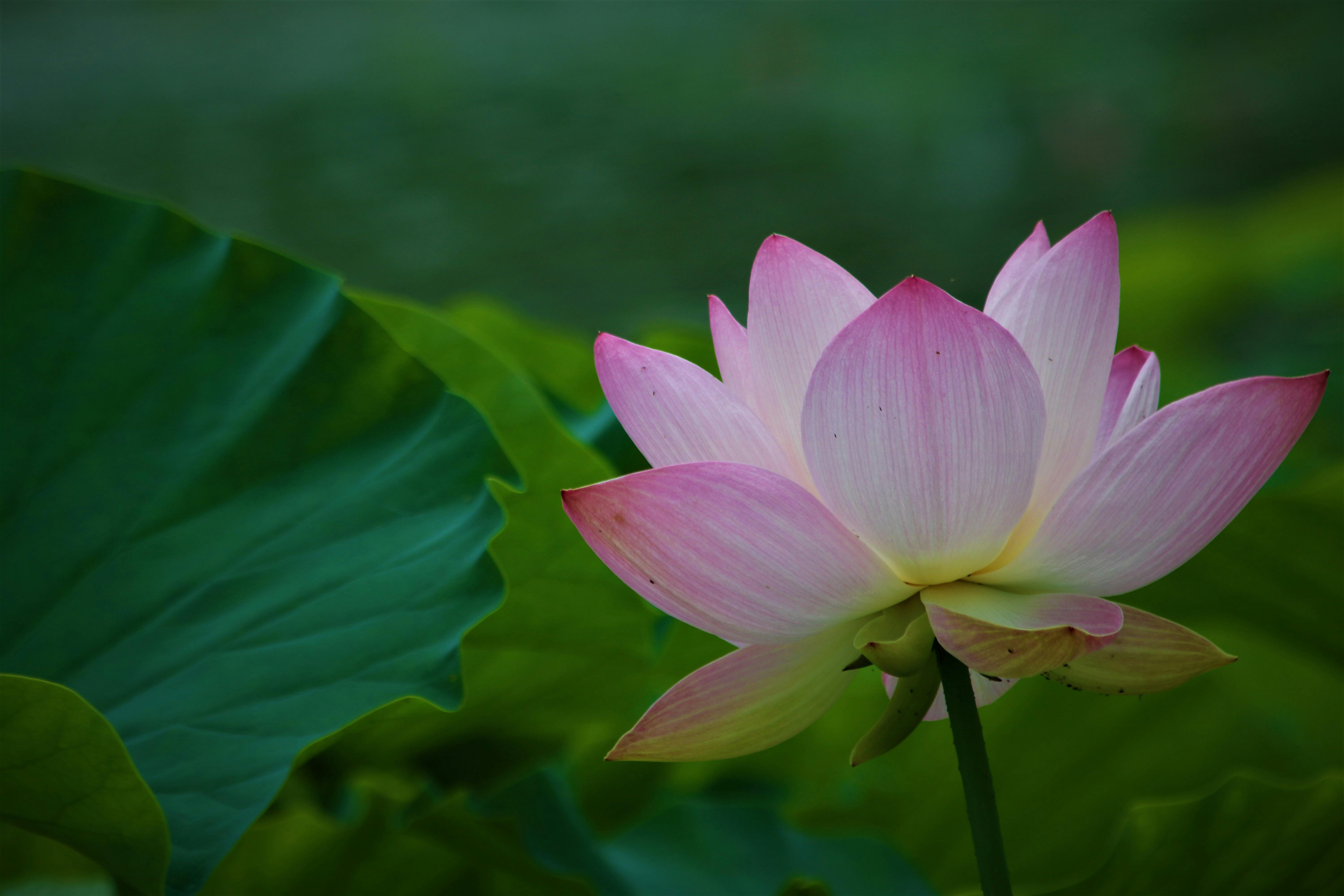 Lotus flower