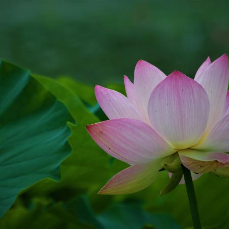 Lotus flower